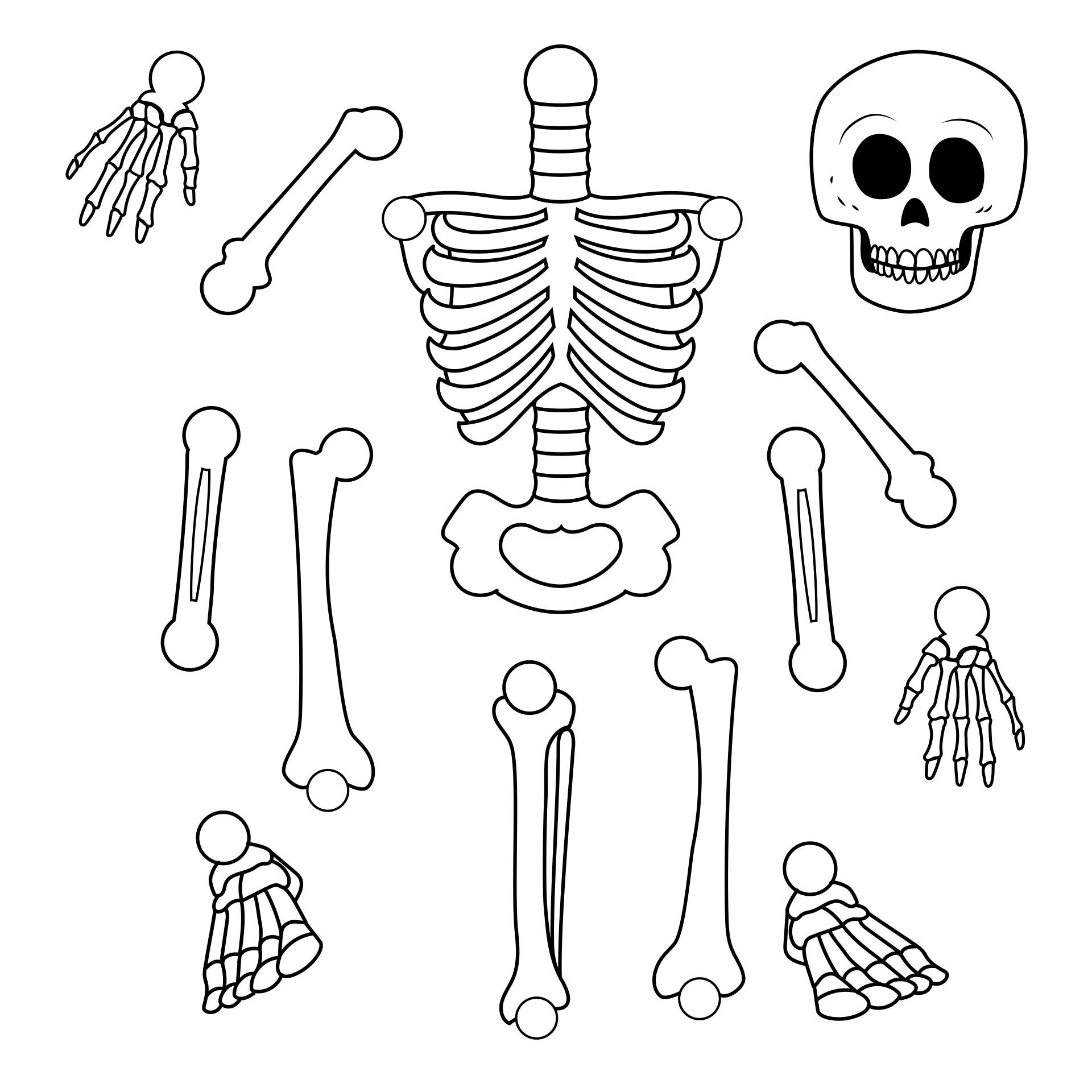 7 Skeleton Model Ideas In 2025 | Skeleton Model, Skeleton Craft for Large Skeleton Cut Out Printable