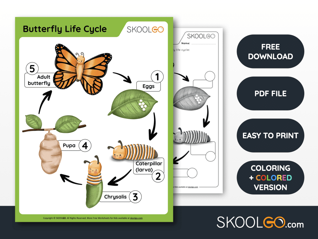Butterfly Life Cycle - Free Worksheet - Skoolgo pertaining to Free Printable Butterfly Life Cycle