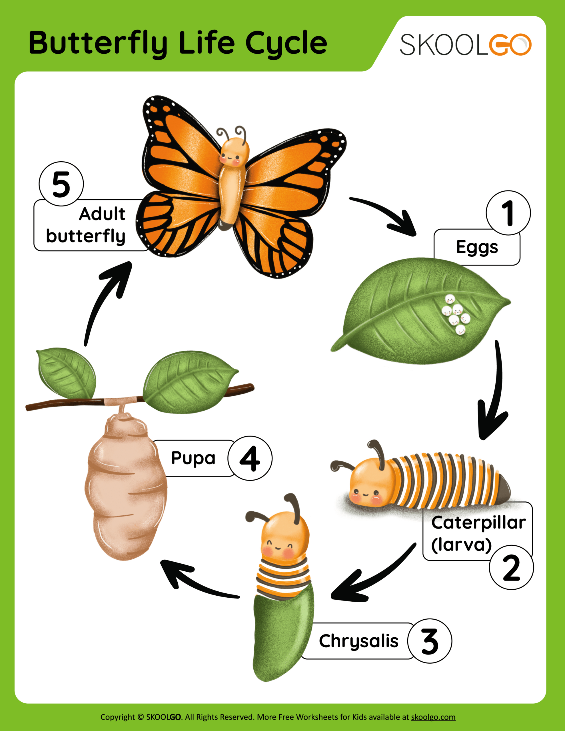 Butterfly Life Cycle - Free Worksheet - Skoolgo regarding Free Printable Butterfly Life Cycle