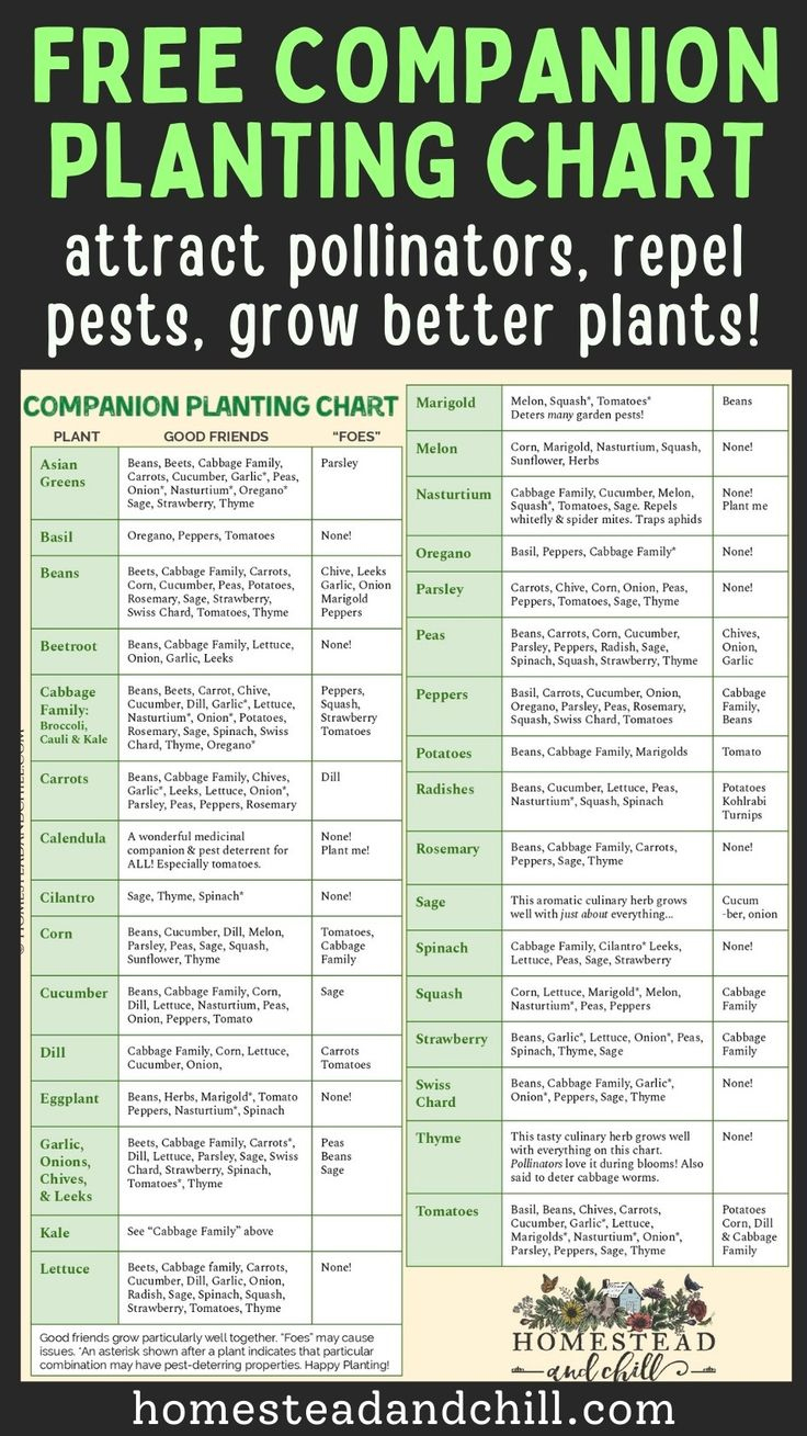 Companion Planting Chart | Free Printable Garden Companion pertaining to Free Printable Printable Companion Planting Chart