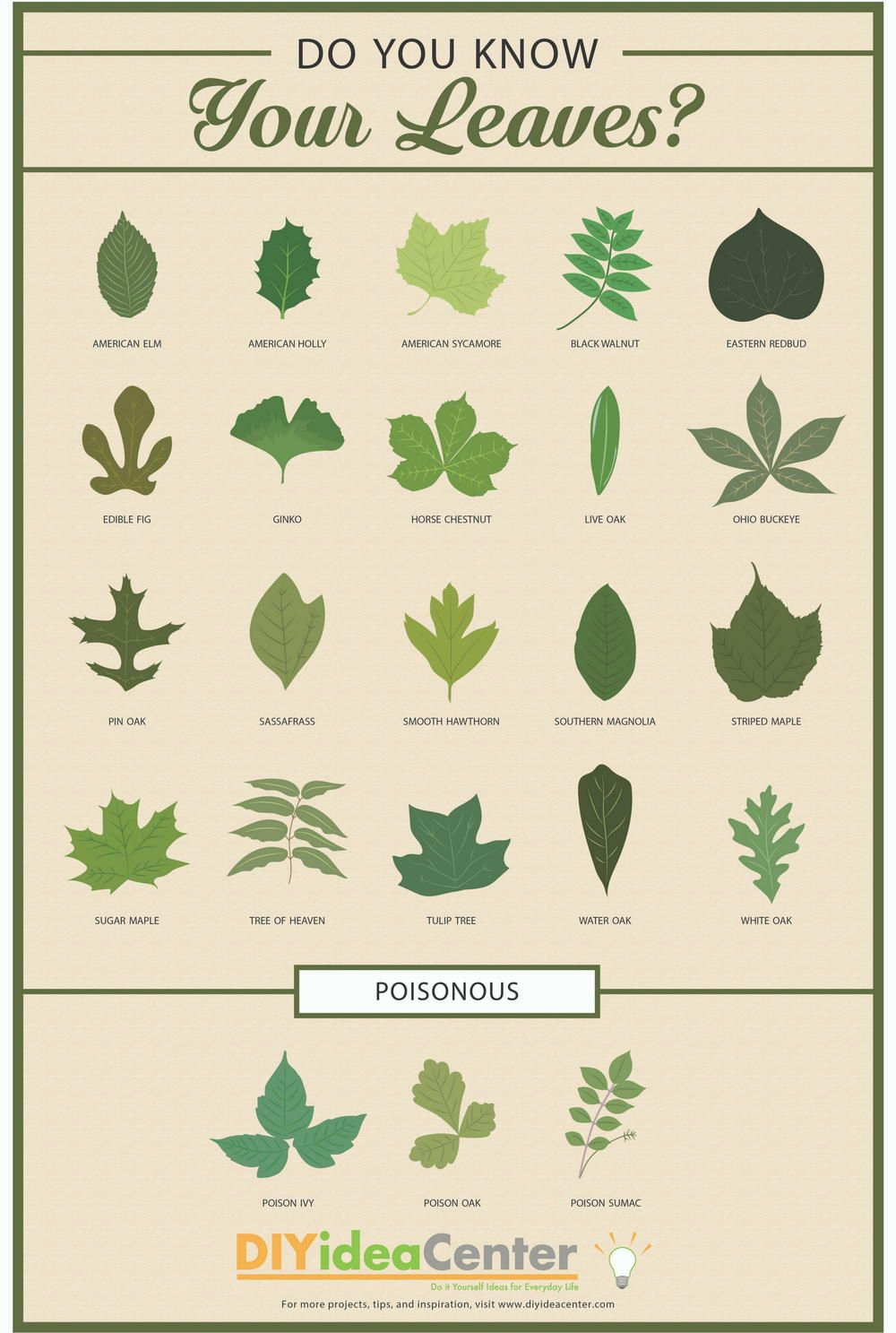 Discover 13 Knowledge And Tree Identification Ideas | Leaf pertaining to Printable Tree Leaf Identification Chart