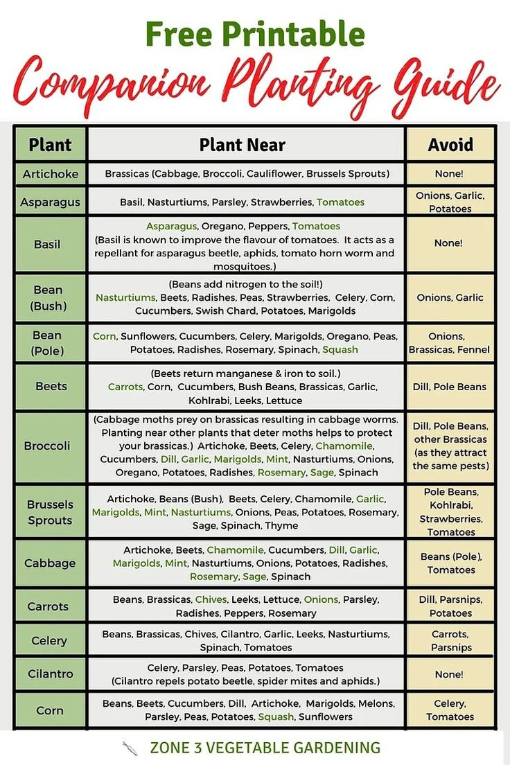 Free Printable Companion Planting Chart for Free Printable Printable Companion Planting Chart