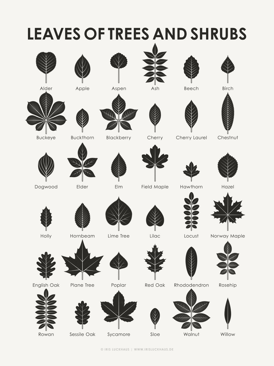 Identification Chart | Leaves Of Trees And Shrubs – Iris Luckhaus intended for Printable Tree Leaf Identification Chart