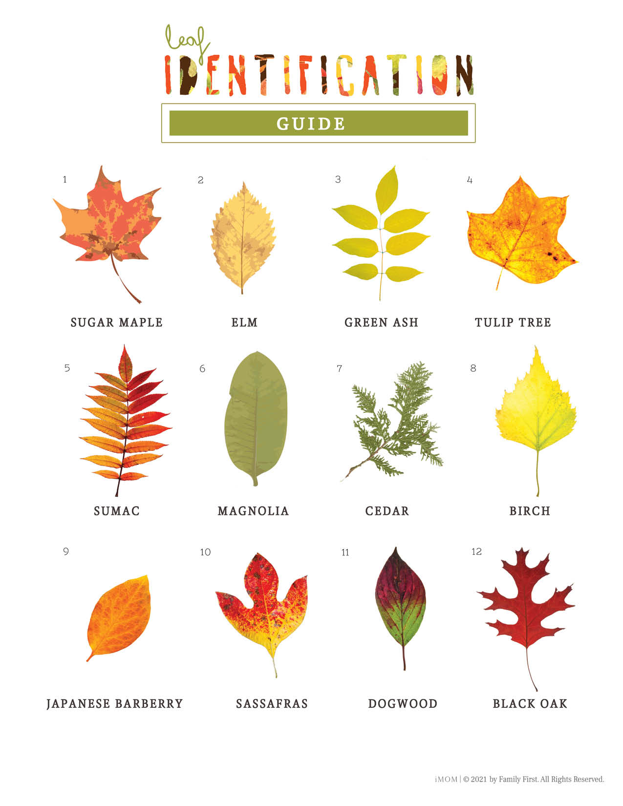 Leaf Identification Game - Imom throughout Printable Tree Leaf Identification Chart