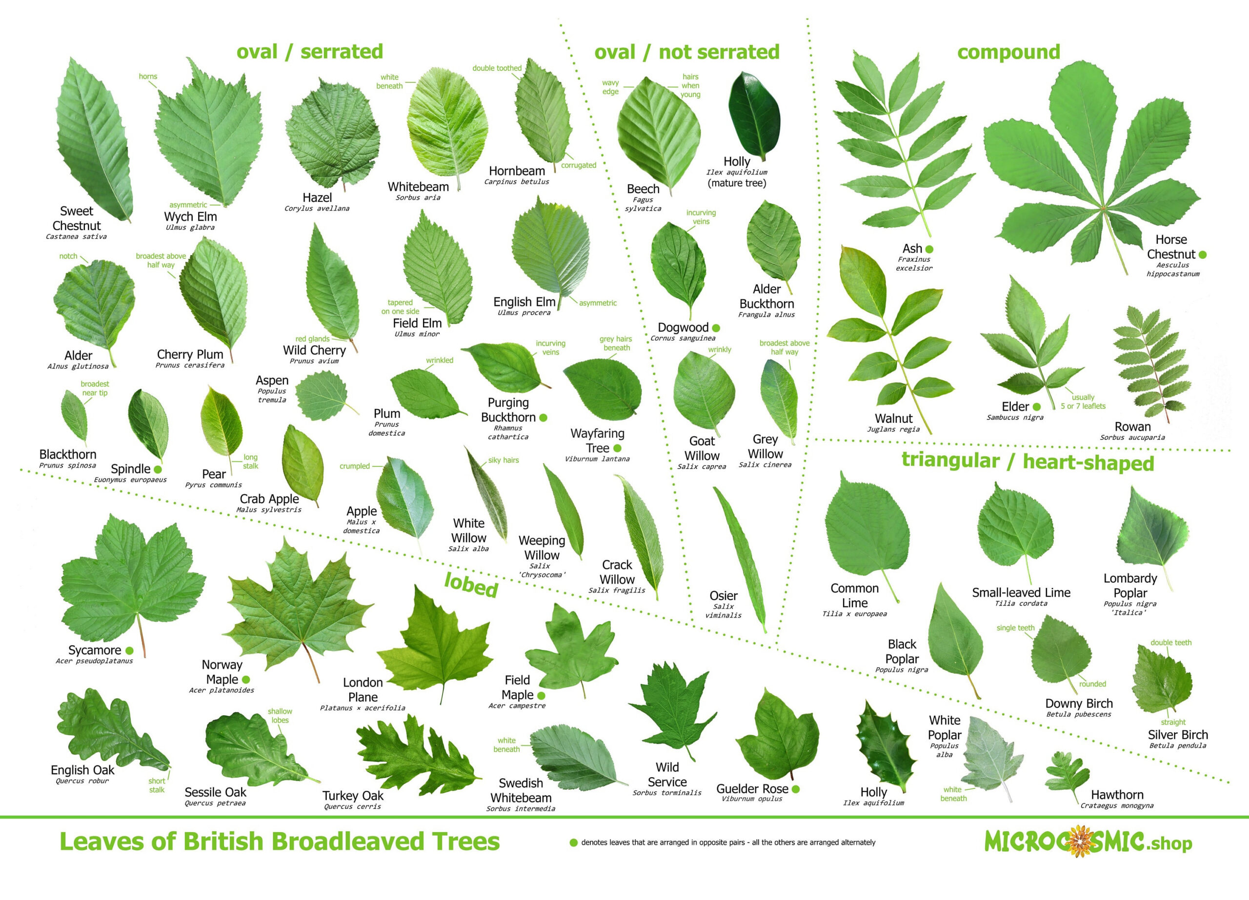 Tree Leaves Identification Poster - British Species - Etsy New Zealand within Printable Tree Leaf Identification Chart